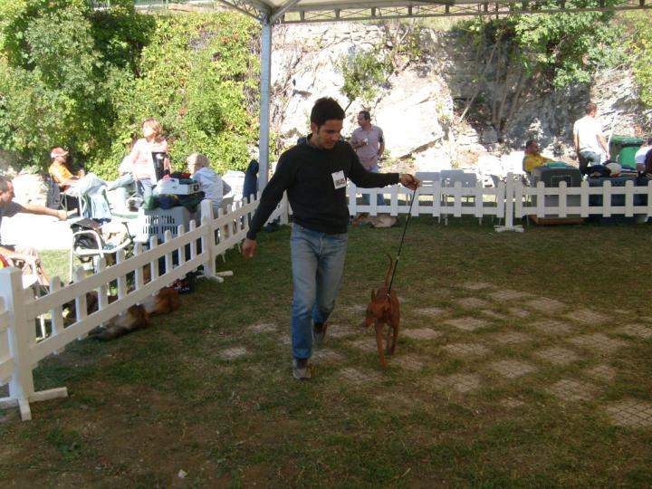 Cirneco Photo